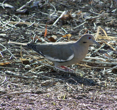 White-winged Dove 1_6_2012